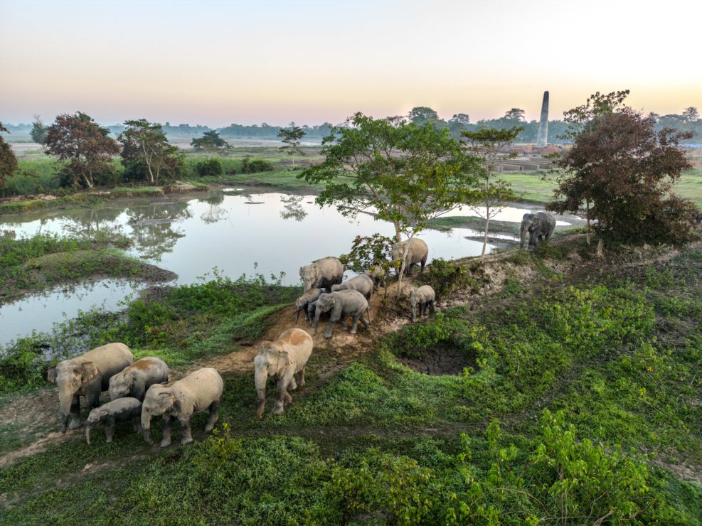Vincent-Eschmann-human-elephant-conflict-inde-human-elephant-conflict