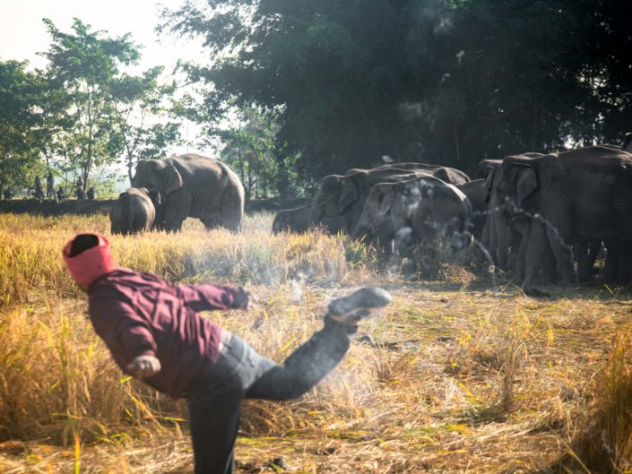 Eléphants sans forêt : la guérilla paysanne