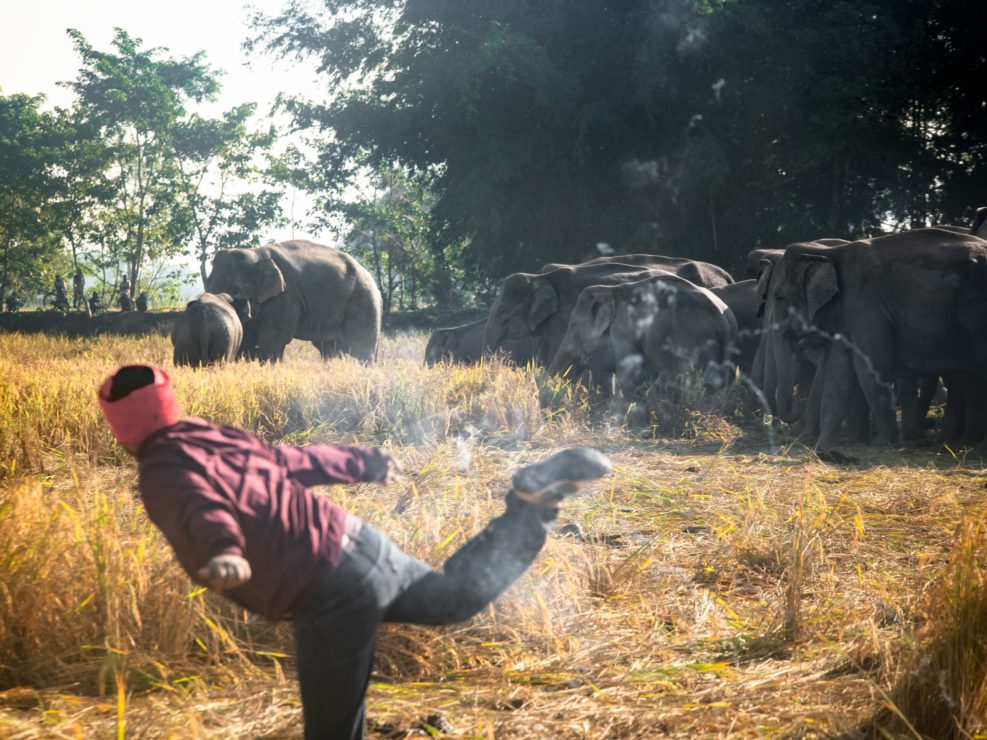 human-elephant-conflict-inde